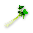 Micro Broccoli