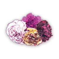 Carnation Flowers “Lace Mix”