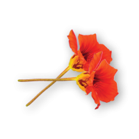 Nasturtium Flowers