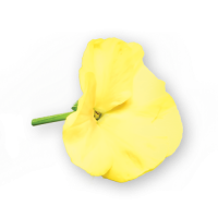 Pansy Flowers Yellow Spectrum