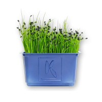 Rock Chives Cress