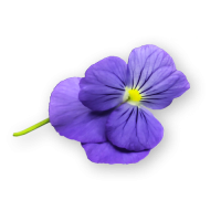 Viola Blue