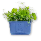 Affilla Cress