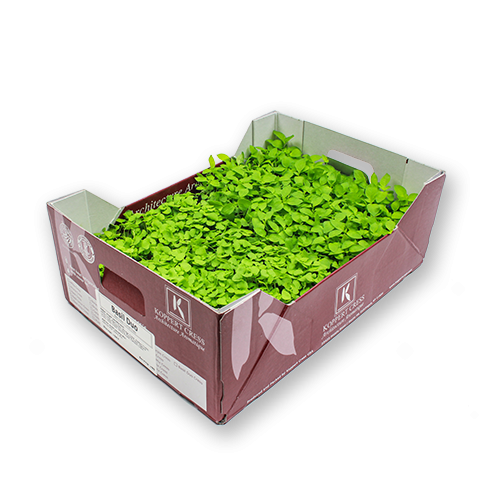 Living And Cut Microgreens Flavour Fields