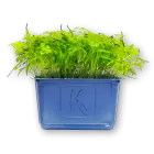 Chervil Cress