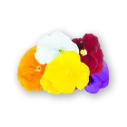 Pansy Flowers Mix