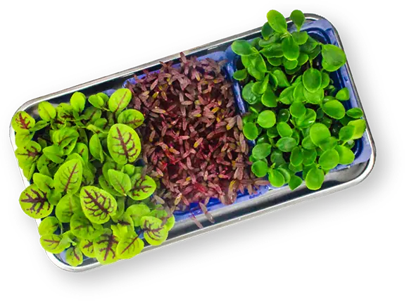 Living Microgreens Living Microgreens