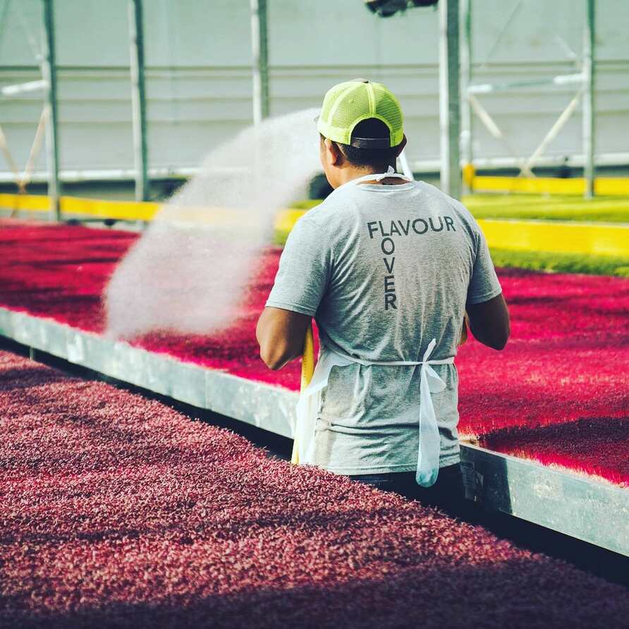 Flavour Fields team member watering hydroponically grown red microgreens in greenhouse