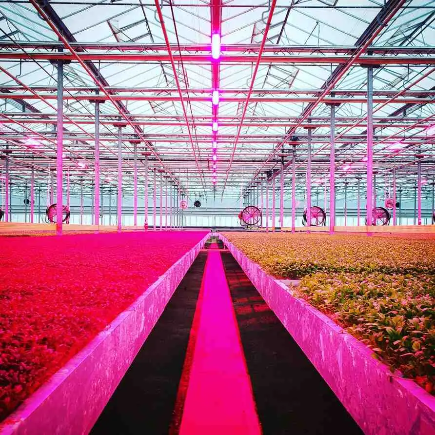 Rows of living microgreens grown hydroponically under pink LED grow lights in Long Island greenhouse