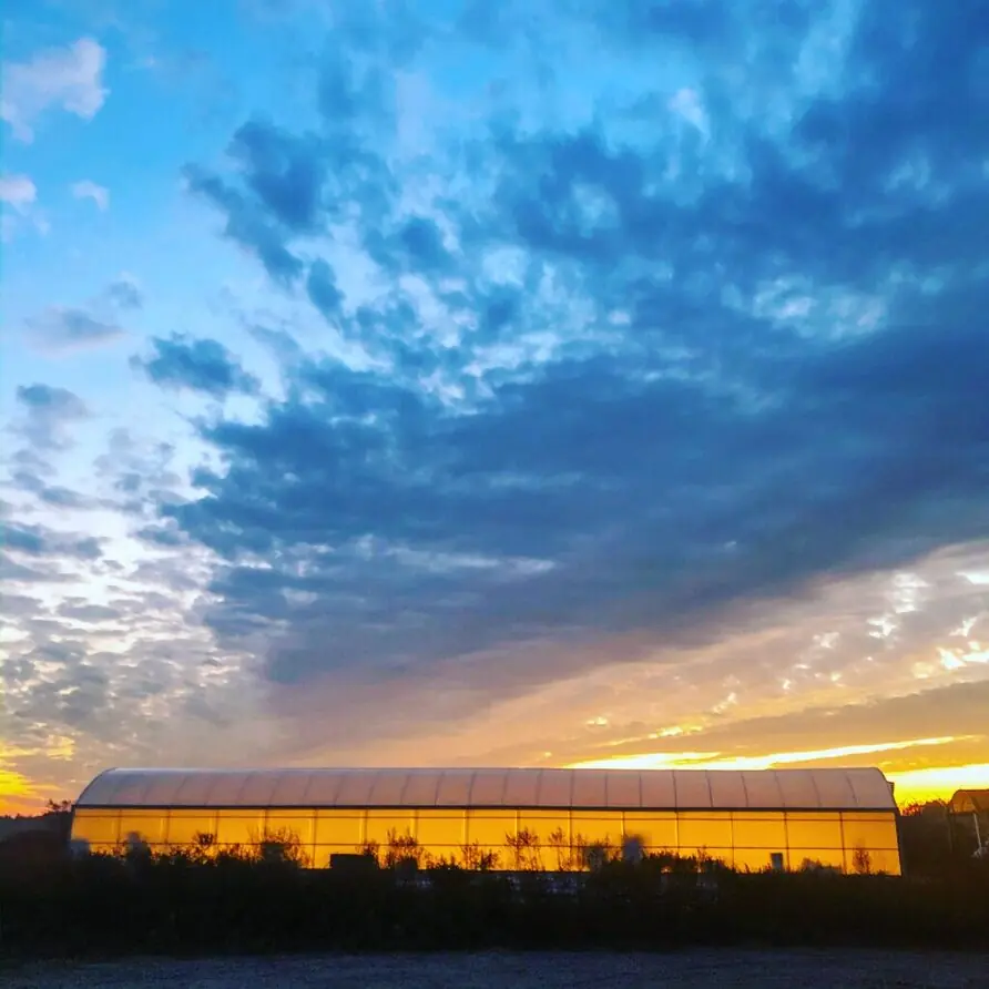 Sunset glow behind Long Island greenhouse where microgreens are cultivated