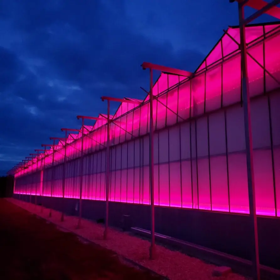 Long Island microgreens greenhouse illuminated with pink LED grow lights at dusk