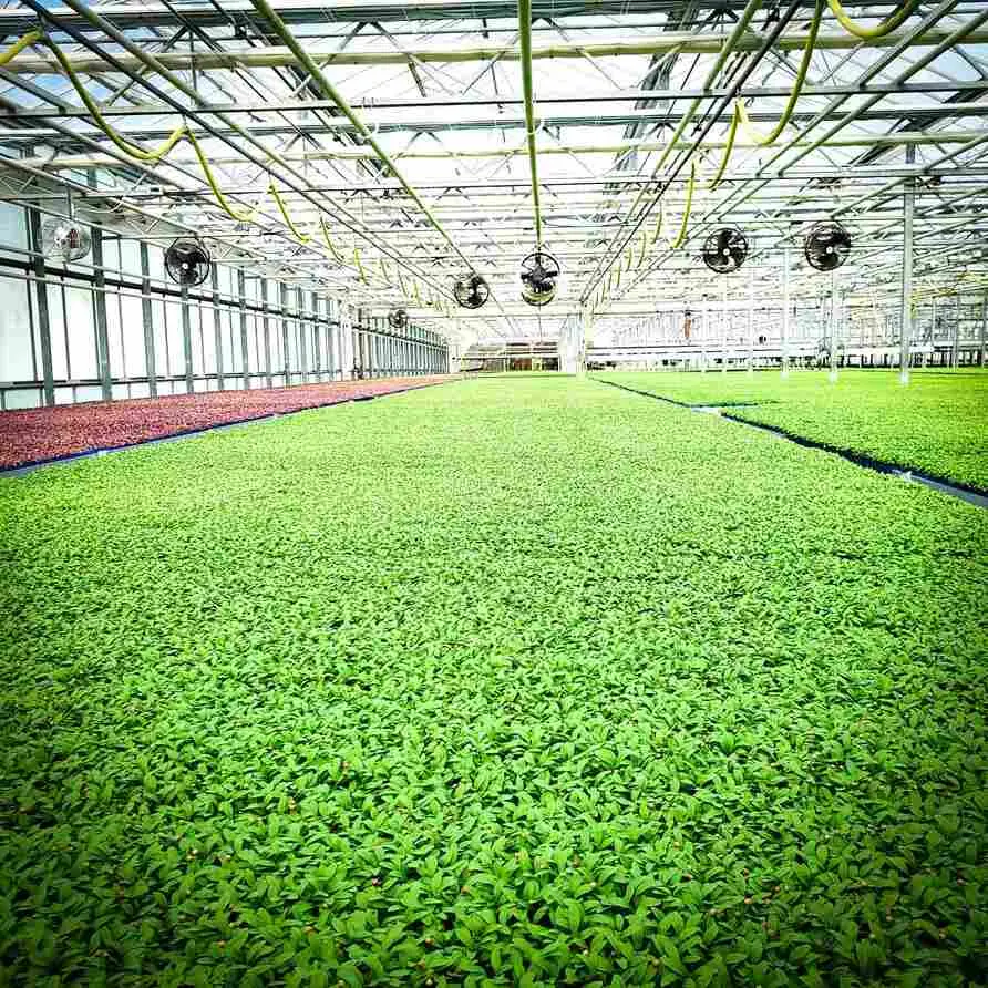 Interior view of Long Island microgreens greenhouse with lush green crops and ventilation system