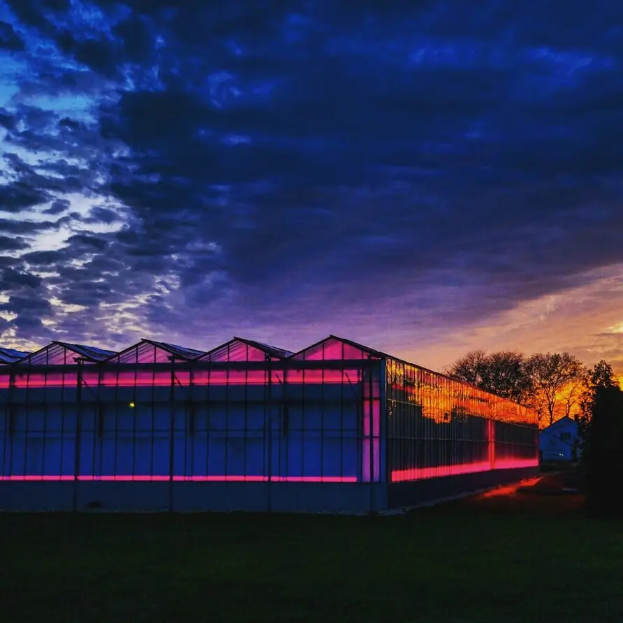 NYC microgreens greenhouse with vibrant pink LED lighting at twilight